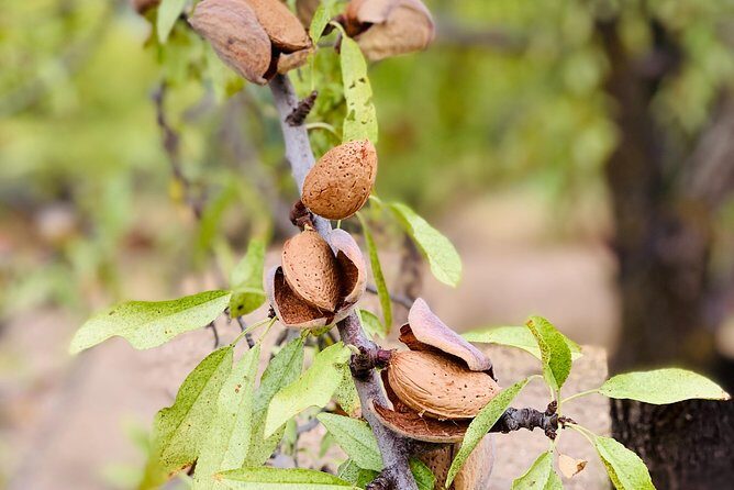 Food Experience at our Farm in Noto Hills - Introducing the Food Experience at Our Farm in Noto Hills