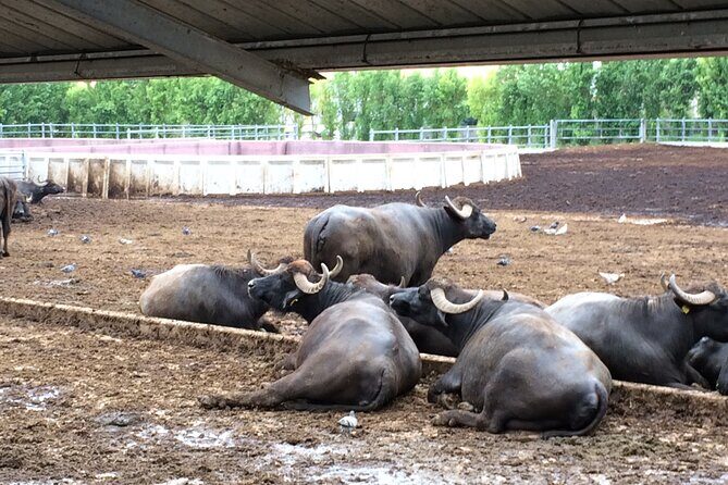 Food gastronomic tour - Authentic Food Gastronomic Tour in Positano: A Deep Dive