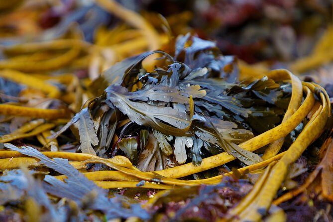 Food, heritage & cultural tour Inishmore, Aran Islands. Guided. - The Inishmore Experience: A Deep Dive