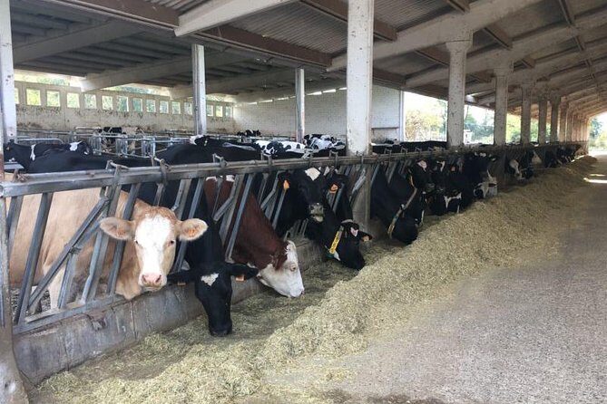 Food Tour: Parmigiano, Balsamic, Red Wine, lunch,transport - Final Thoughts