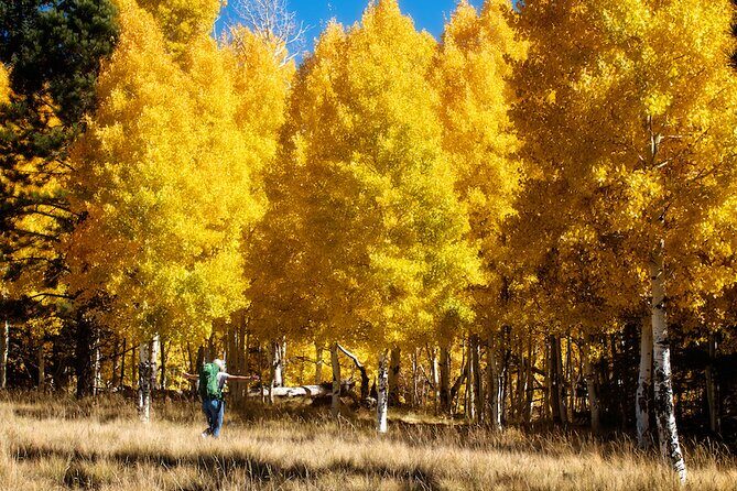 Forest Bathing and Meditation on Mt Lemmon - A Detailed Look at the Experience