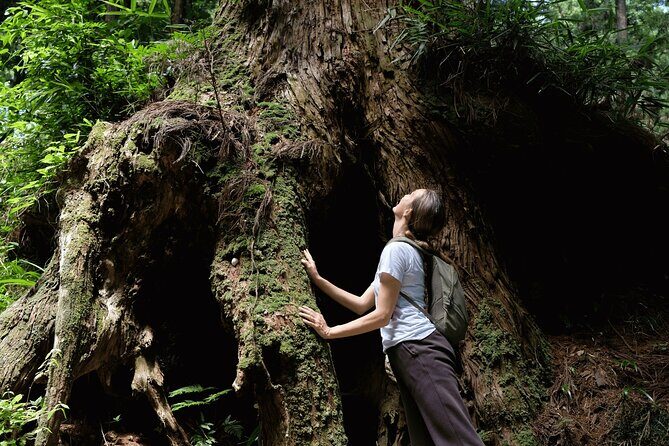 Forest Bathing in Temple and Enjoy onsen with healing power - Authentic Insights from Travelers