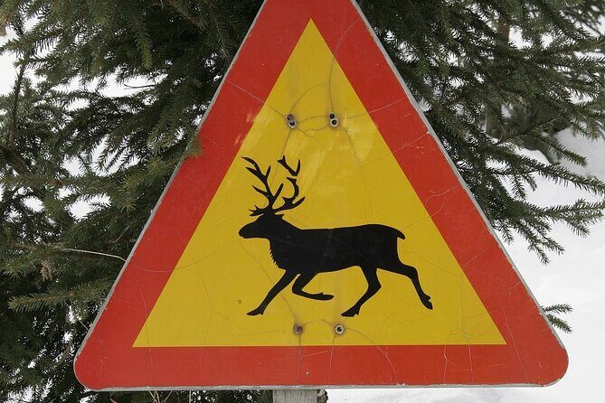 Forest Trail Reindeer Safari - Who is This Tour Best For?