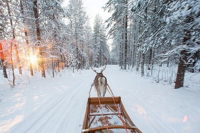 Forest Trail Reindeer Safari - FAQ