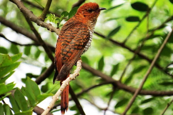 Forest Walk and Birding Tour to Udawatte Kele, Kandy from Negombo - Discovering Udawatte Kele Forest Reserve