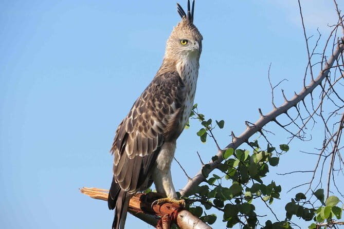 Forest Walk and Birding Tour to Udawatte Kele, Kandy from Negombo - Kandy Lake: A Scenic Pause