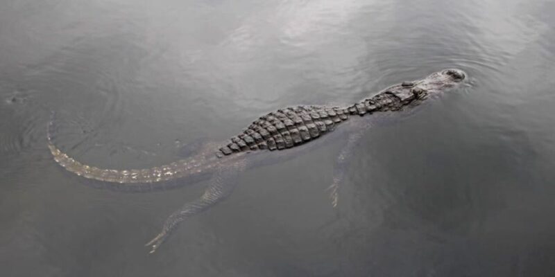 Fort Lauderdale: Everglades Express Tour with Airboat Ride - The Itinerary: What You Can Expect