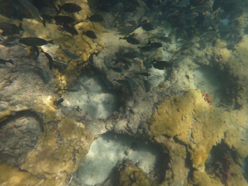 Fort Lauderdale: Guided Snorkeling Reef Tour and Lesson - The Marine Environment and Marine Life