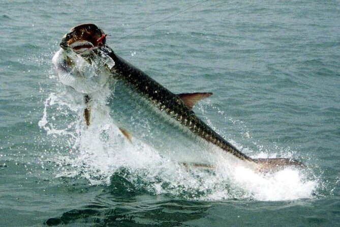 Fort Lauderdale Inshore Fishing Charters - A Detailed Look at the Experience