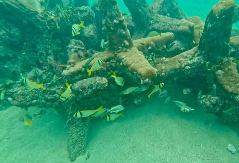 Fort Lauderdale: Ocean Reef Snorkel Tour w/ Snacks & Drinks - The Reef & Marine Life