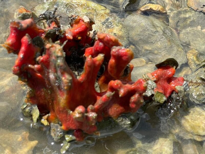 Fort Pierce: 6-hr Mangroves, Coastal Rivers & Wildlife in FL - Final Thoughts