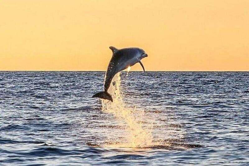 Fort Walton: Dolphin Discovery and Snorkeling Cruise - Who will love this experience?