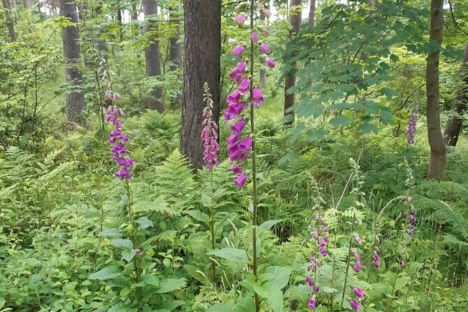 Fort William and Glencoe - Exploring the Highlands: A Deep Dive into the Itinerary