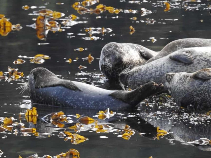 Fort William: Speed boat adventure - Authentic Insights from Reviews