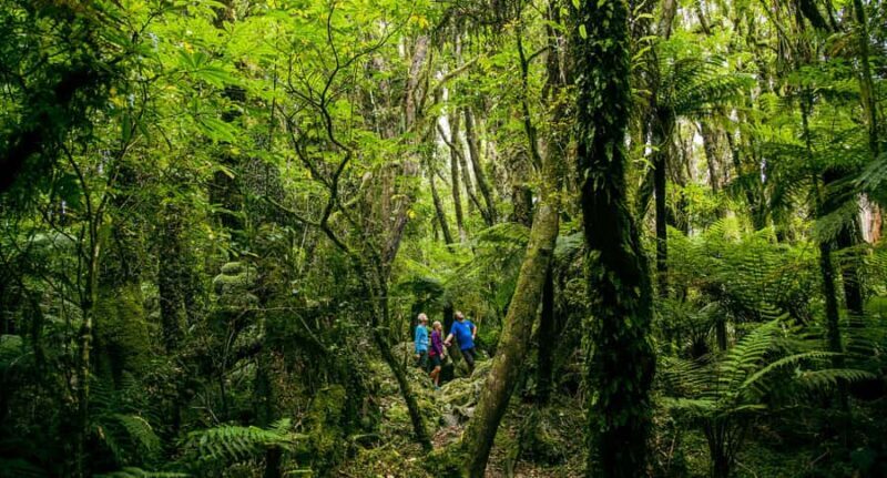 Fox Glacier: Half Day Walking & Nature Tour with Local Guide - Cost and Value