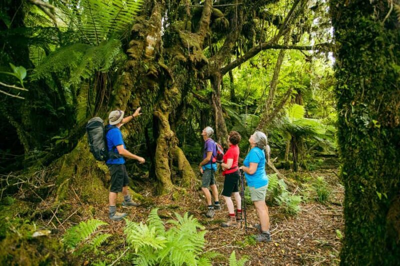 Fox Glacier: Half Day Walking & Nature Tour with Local Guide - The Experience from Past Travelers