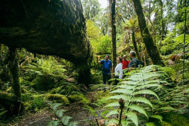 Fox Glacier: Half Day Walking & Nature Tour with Local Guide - Practical Tips for Travelers