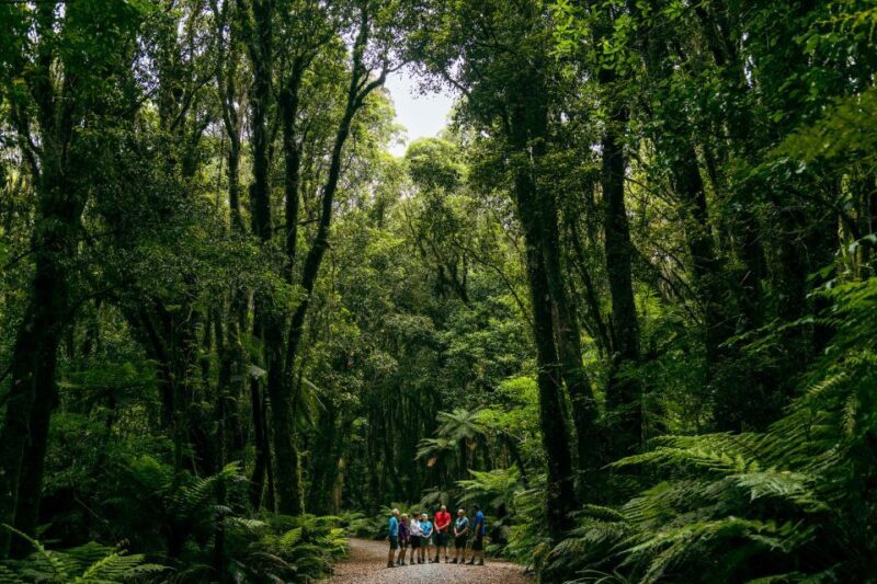 Fox Glacier: Half Day Walking & Nature Tour with Local Guide - Who Should Book This Tour?