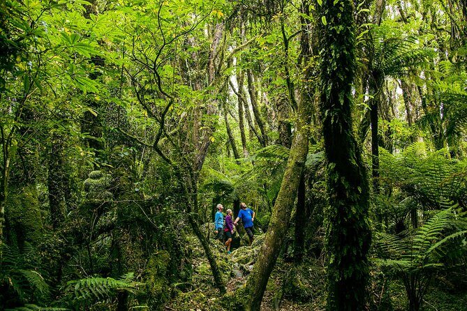 Fox Glacier Nature Tour - Key Points