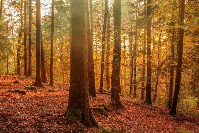 Frankfurt: Full-Day Baden-Baden and Strasbourg Trip - The Sum Up