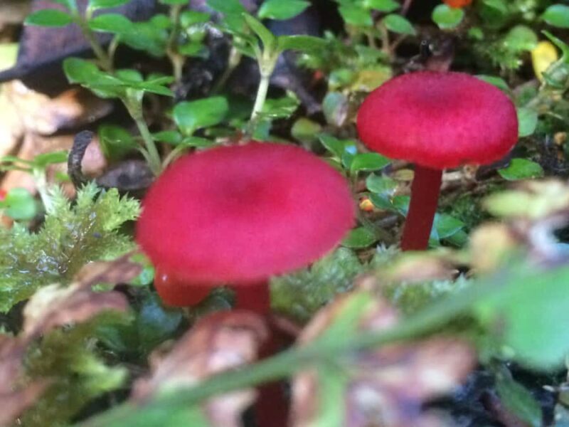 Franz Josef: Franz Josef Glacier Lookout Guided Walk - FAQ
