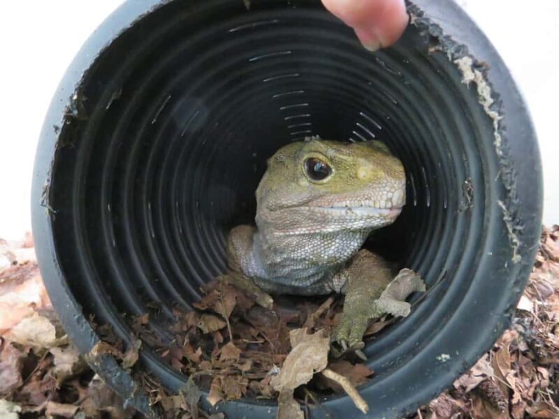 Franz Josef: Kiwi VIP Backstage Pass Tour -Booking Essential - Final Thoughts