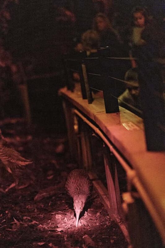 Franz Josef: West Coast Wildlife Centre Entry Ticket -48 hrs - Key Points