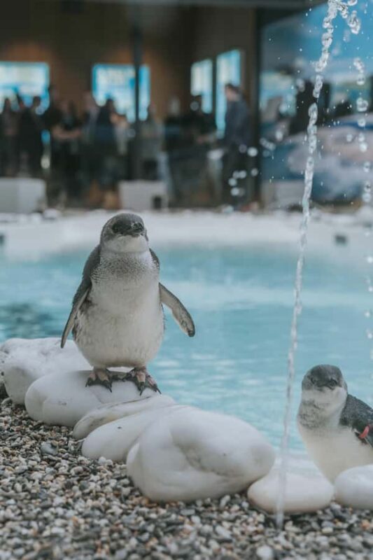 Franz Josef: West Coast Wildlife Centre Entry Ticket -48 hrs - The Experience: What to Expect