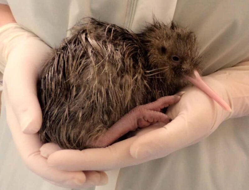 Franz Josef: West Coast Wildlife Centre Entry Ticket -48 hrs - FAQ