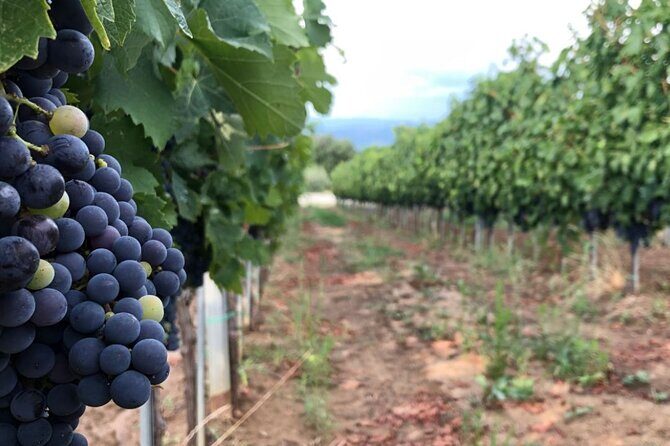 Frascati Day Tour: Road from Rome with Wine Tasting & Lunch - FAQs