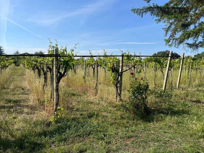 Frascati: Vineyard Wine Tasting Tour with Snacks - A detailed look at what to expect