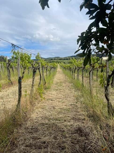 Frascati: Vineyard Wine Tasting Tour with Snacks - Final thoughts