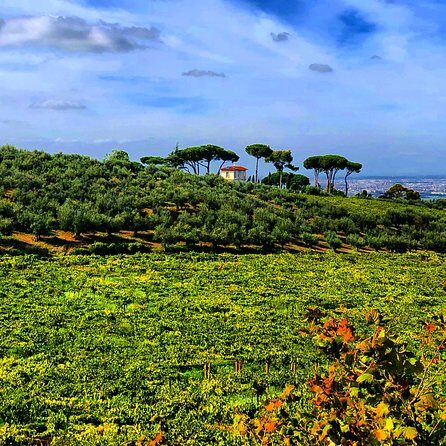 Frascati Wine Tasting Tour: The Flavors of the Roman Countryside - Pricing and Value