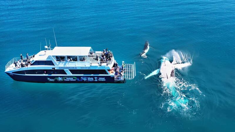 Fraser Island (K'gari): Remote Island and Whale Experience - Pricing and Value