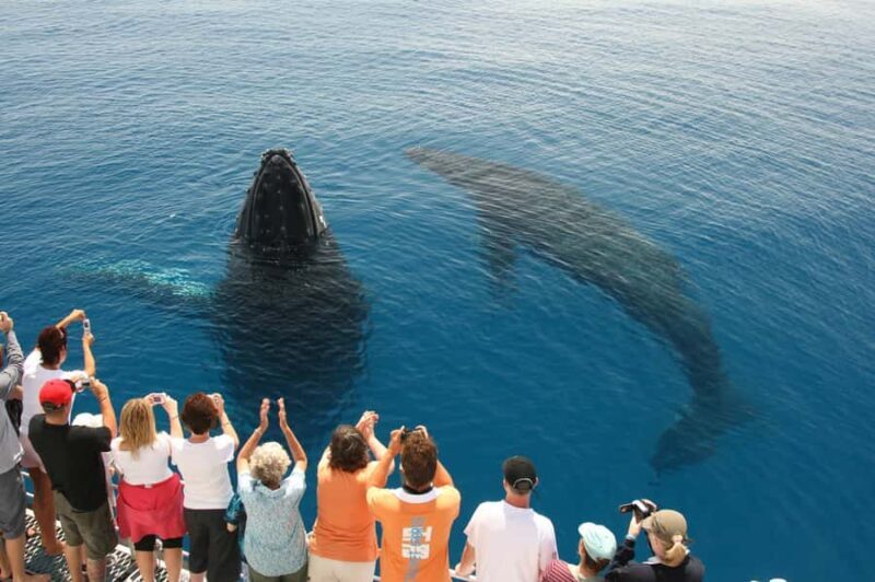 Fraser Island (K'gari): Remote Island and Whale Experience - Who Is This Tour Ideal For?