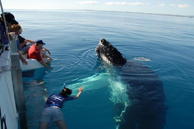 Fraser Island Whale Watch Encounter - An Authentic Look at the Experience