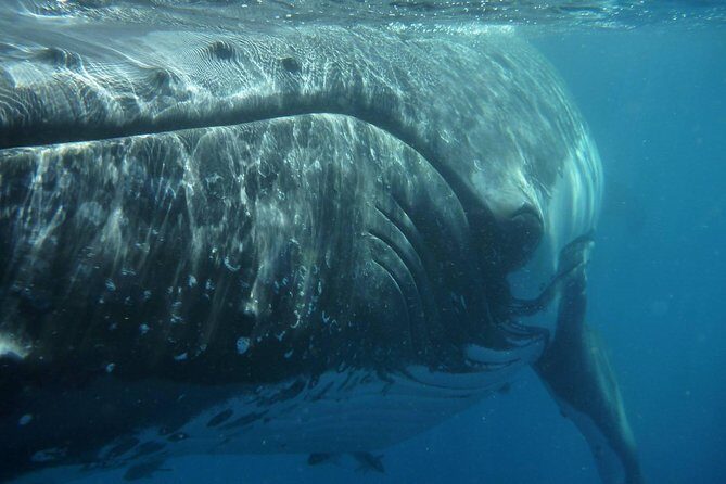 Fraser Island Whale Watch Encounter - What Makes This Tour Special?