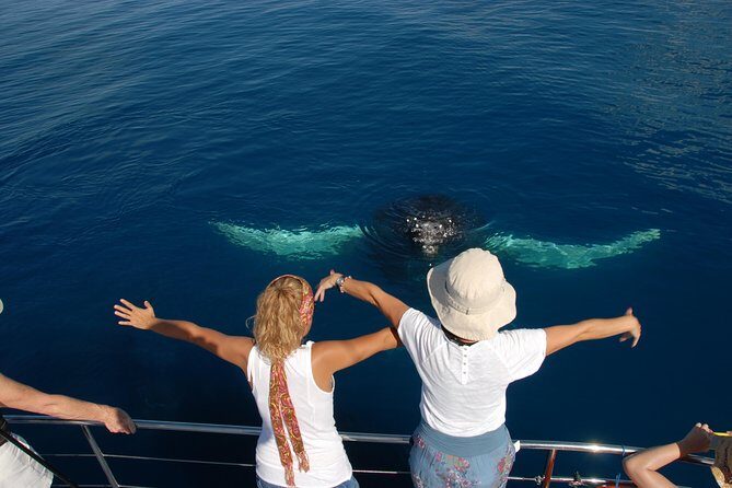 Fraser Island Whale Watch Encounter - Authentic Comments from Travelers