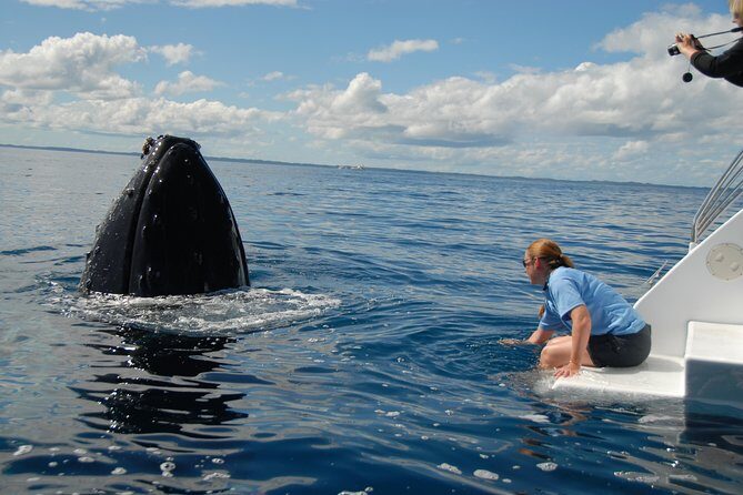 Fraser Island Whale Watch Encounter - The Sum Up