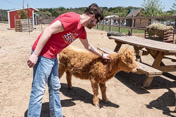 Fredericksburg Cow Cuddling - An In-Depth Look at Fredericksburg Cow Cuddling