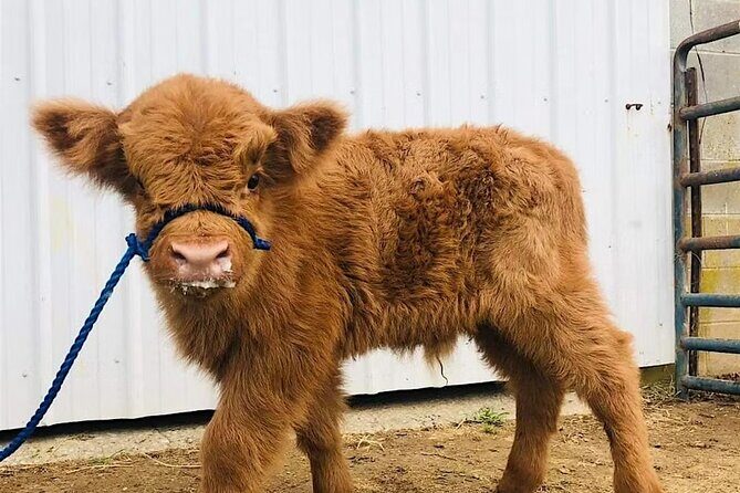 Fredericksburg Cow Cuddling - FAQ