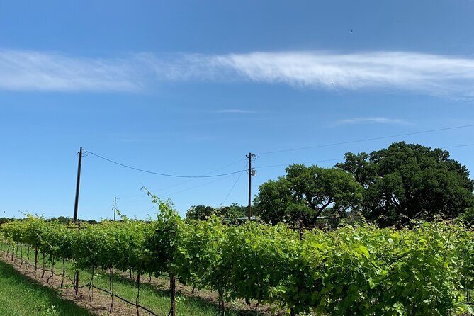 Fredericksburg Hill Country Aficionado Wine Tour from San Antonio - The Itinerary: What to Expect