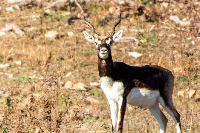 Fredericksburg Safari Tour With Wine Tasting - FAQs