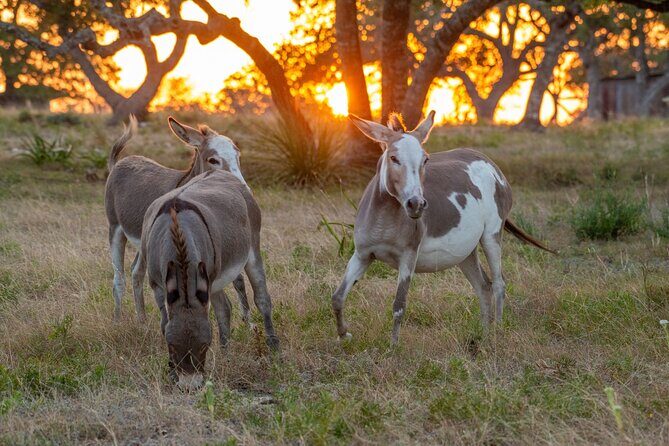 Fredericksburg Safari Tour Without Wine Tasting - An In-Depth Look at the Safari Experience