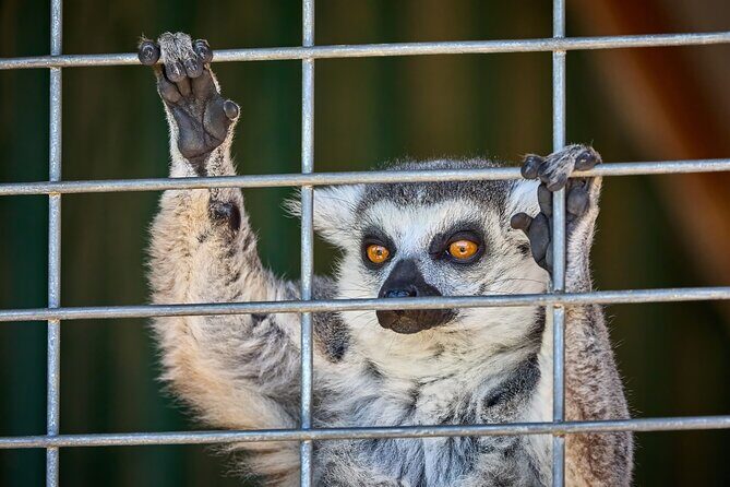 Fredericksburg Safari Tour Without Wine Tasting - Practical Tips for Visitors