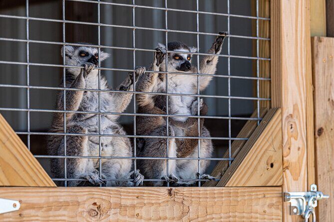 Fredericksburg Safari Tour Without Wine Tasting - Final Thoughts