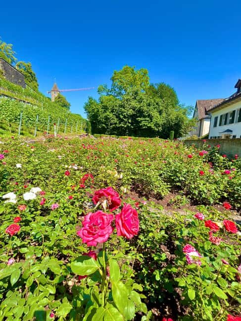 FREE PHOTO near Zurich Rapperswil: Castle, Rose Old Town - Key Points