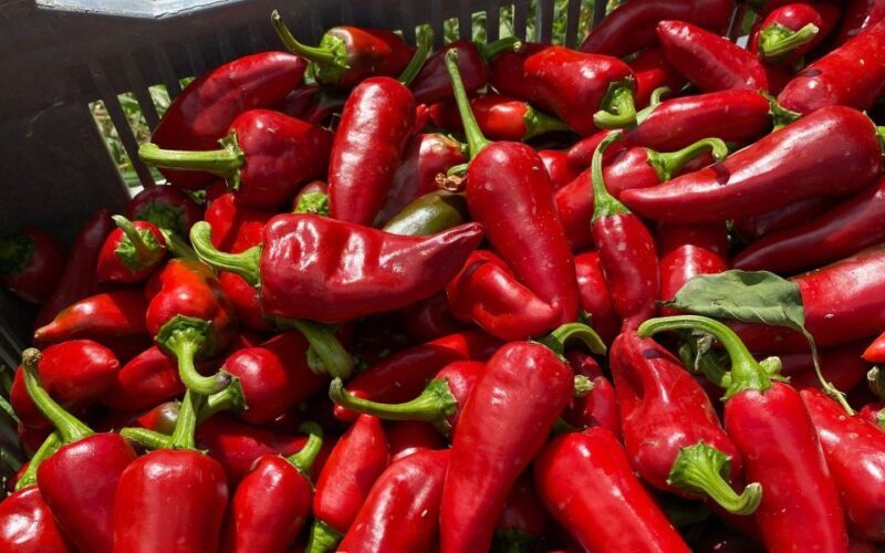 French Basque Country Private Day Tour in an 70's VW Combi - Final Thoughts