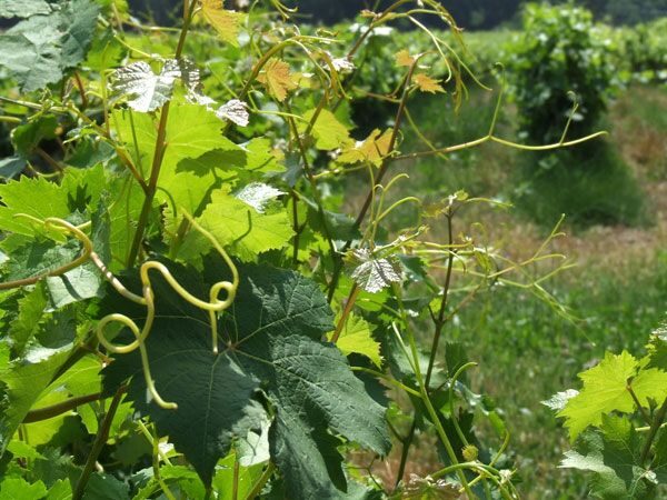 French Riviera: Provencal Wine Tour - Provencal Wine Tour: An Authentic Taste of the French Riviera