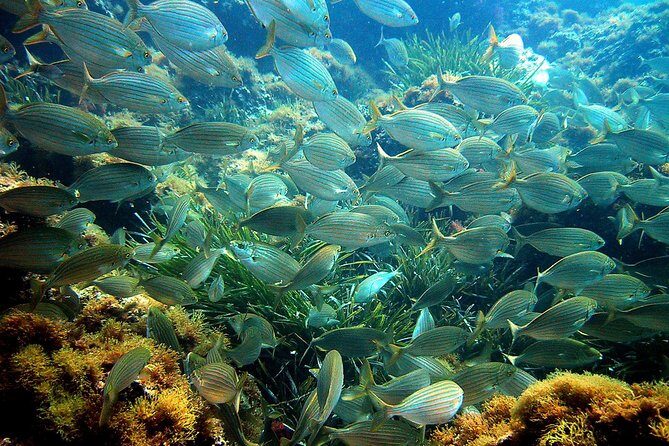 French Riviera Villefranche Bay Snorkeling Tour from Nice - FAQs